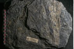 Foto (Detailansicht) von Syringodendron cyclostigma Brongniart (NHMW-GEO-2024-0188-11244)